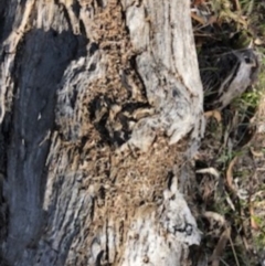 Papyrius nitidus (Shining Coconut Ant) at Red Hill, ACT - 18 Sep 2018 by Ratcliffe