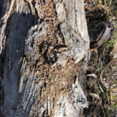 Papyrius nitidus (Shining Coconut Ant) at Red Hill, ACT - 19 Sep 2018 by Ratcliffe