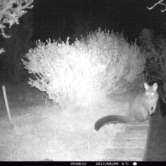 Trichosurus vulpecula (Common Brushtail Possum) at "Rivendell" Mimosa Park Road - 9 Aug 2017 by Margot