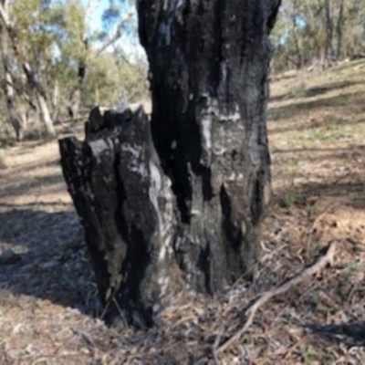 Papyrius nitidus (Shining Coconut Ant) at Red Hill, ACT - 19 Sep 2018 by Ratcliffe
