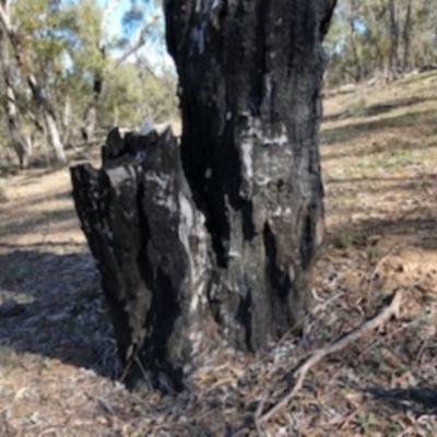 Papyrius nitidus (Shining Coconut Ant) at Red Hill, ACT - 18 Sep 2018 by Ratcliffe