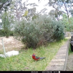 Platycercus elegans (Crimson Rosella) at "Rivendell" Mimosa Park Road - 7 Aug 2017 by Margot