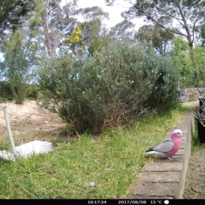 Eolophus roseicapilla (Galah) at "Rivendell" Mimosa Park Road - 8 Aug 2017 by Margot