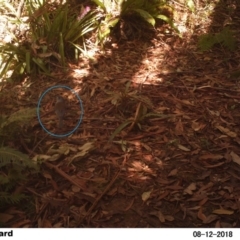 Colluricincla harmonica (Grey Shrikethrush) at "Rivendell" Mimosa Park Road - 12 Aug 2018 by Margot