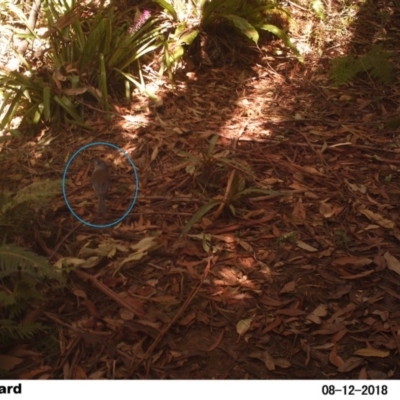 Colluricincla harmonica (Grey Shrikethrush) at "Rivendell" Mimosa Park Road - 12 Aug 2018 by Margot