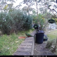 Alisterus scapularis (Australian King-Parrot) at "Rivendell" Mimosa Park Road - 19 Aug 2017 by Margot