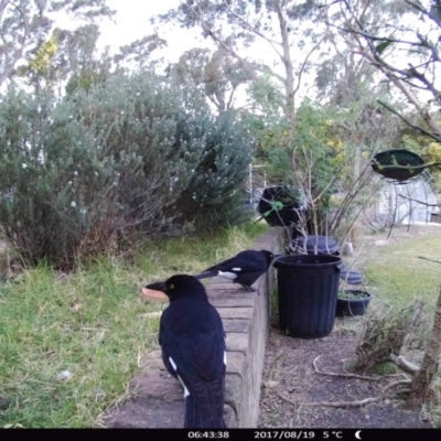 Strepera graculina (Pied Currawong) at "Rivendell" Mimosa Park Road - 19 Aug 2017 by Margot