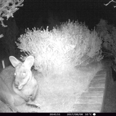 Wallabia bicolor (Swamp Wallaby) at "Rivendell" Mimosa Park Road - 8 Aug 2017 by Margot