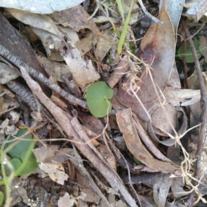 Corysanthes hispida at Gundaroo, NSW - suppressed