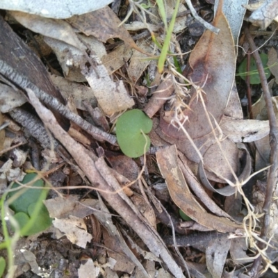 Corysanthes hispida (Bristly Helmet Orchid) at MTR591 at Gundaroo - 19 Sep 2018 by MaartjeSevenster