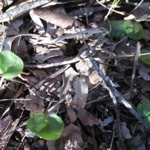 Corysanthes hispida at Gundaroo, NSW - suppressed