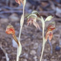 Oligochaetochilus aciculiformis (Needle-point rustyhood) at Tolwong, NSW - 20 Oct 1998 by BettyDonWood