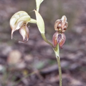 Oligochaetochilus calceolus at Bungonia, NSW - 5 Nov 1997