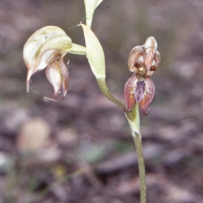 Oligochaetochilus calceolus (Bungonia Rustyhood) at Bungonia, NSW - 4 Nov 1997 by BettyDonWood