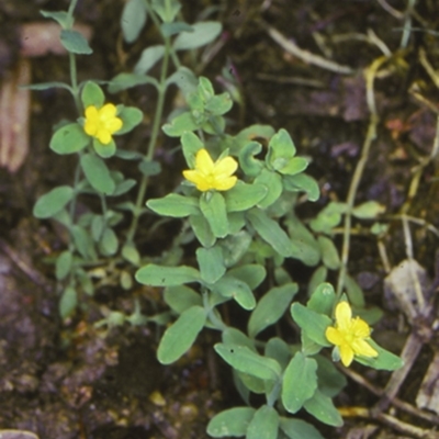 Hypericum japonicum (Creeping St John's Wort) at Wandera State Forest - 19 Dec 1997 by BettyDonWood