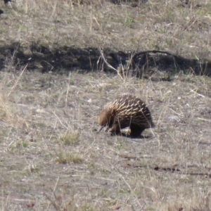 Tachyglossus aculeatus at Dunlop, ACT - 16 Sep 2018