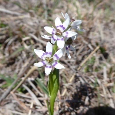 Wurmbea dioica subsp. dioica (Early Nancy) at Dunlop, ACT - 16 Sep 2018 by Christine