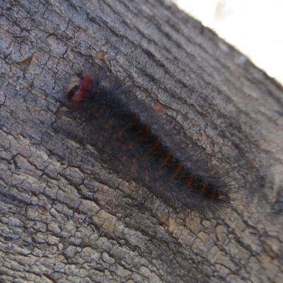 Thaumetopoeinae (subfamily) (Bag-shelter Moths, Processionary Caterpillars) at Mount Mugga Mugga - 17 Sep 2018 by Christine