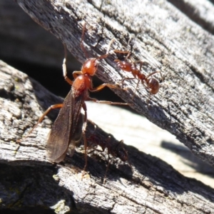 Papyrius sp (undescribed) at Symonston, ACT - 17 Sep 2018