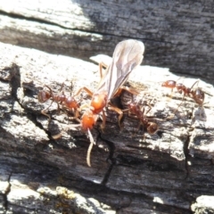 Papyrius sp (undescribed) at Symonston, ACT - 17 Sep 2018 12:11 PM