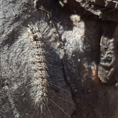Anestia (genus) (A tiger moth) at Mount Mugga Mugga - 17 Sep 2018 by Mike