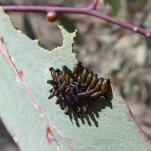 Pergidae sp. (family) at Symonston, ACT - 17 Sep 2018