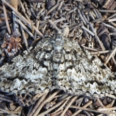 Unplaced externaria (Mahogany Bark Moth (formerly Hypomecis externaria)) at Uriarra Village, ACT - 18 Sep 2018 by Christine