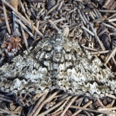 Unplaced externaria (Mahogany Bark Moth) at Cotter Reserve - 18 Sep 2018 by Christine
