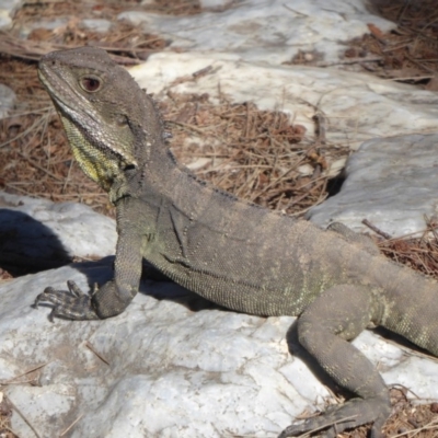 Intellagama lesueurii howittii (Gippsland Water Dragon) at Paddys River, ACT - 18 Sep 2018 by Christine
