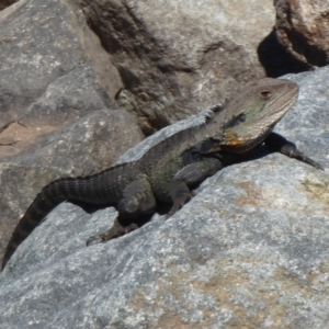 Intellagama lesueurii howittii at Paddys River, ACT - 18 Sep 2018 01:23 PM