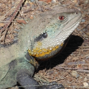 Intellagama lesueurii howittii at Paddys River, ACT - 18 Sep 2018 01:23 PM