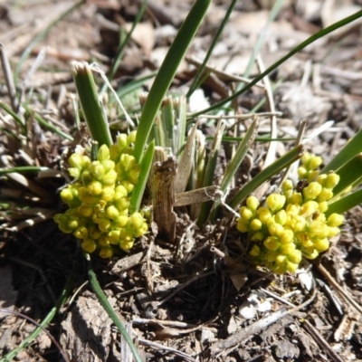 Lomandra bracteata (Small Matrush) at Campbell, ACT - 19 Sep 2018 by Christine