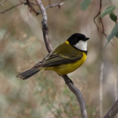 Pachycephala pectoralis (Golden Whistler) at Red Hill, ACT - 12 Sep 2018 by MatthewFrawley