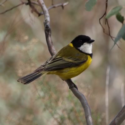Pachycephala pectoralis (Golden Whistler) at Red Hill, ACT - 12 Sep 2018 by MatthewFrawley