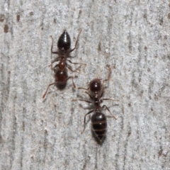 Crematogaster sp. (genus) (Acrobat ant, Cocktail ant) at Acton, ACT - 19 Sep 2018 by Tim L