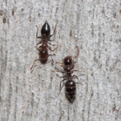 Crematogaster sp. (genus) (Acrobat ant, Cocktail ant) at Acton, ACT - 19 Sep 2018 by TimL