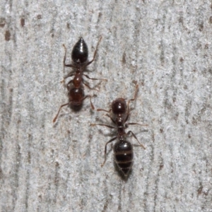 Crematogaster sp. (genus) at Acton, ACT - 19 Sep 2018