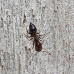 Crematogaster sp. (genus) at Acton, ACT - 19 Sep 2018