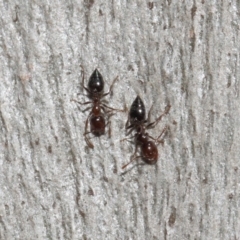 Crematogaster sp. (genus) at Acton, ACT - 19 Sep 2018