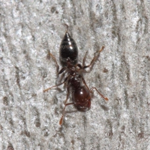 Crematogaster sp. (genus) at Acton, ACT - 19 Sep 2018