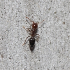 Crematogaster sp. (genus) (Acrobat ant, Cocktail ant) at Acton, ACT - 19 Sep 2018 by TimL