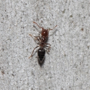 Crematogaster sp. (genus) at Acton, ACT - 19 Sep 2018 12:14 PM