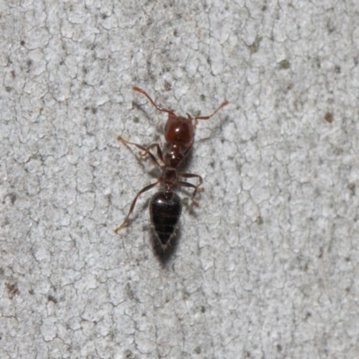 Crematogaster sp. (genus) (Acrobat ant, Cocktail ant) at Acton, ACT - 19 Sep 2018 by TimL