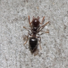 Crematogaster sp. (genus) at Acton, ACT - 19 Sep 2018 12:14 PM