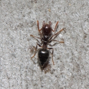 Crematogaster sp. (genus) at Acton, ACT - 19 Sep 2018