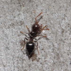 Crematogaster sp. (genus) at Acton, ACT - 19 Sep 2018 12:14 PM