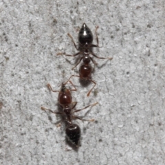 Crematogaster sp. (genus) at Acton, ACT - 19 Sep 2018 12:14 PM