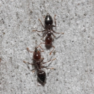 Crematogaster sp. (genus) at Acton, ACT - 19 Sep 2018 12:14 PM