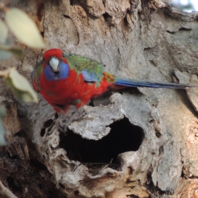 Platycercus elegans (Crimson Rosella) at Molonglo, ACT - 11 Sep 2018 by MichaelBedingfield