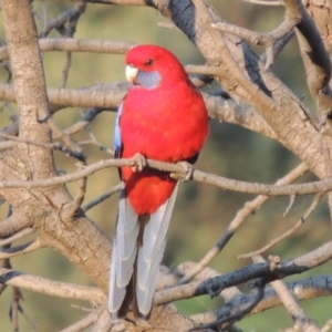 Platycercus elegans at Paddys River, ACT - 18 May 2015